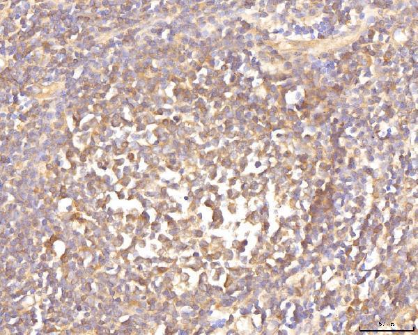 a00846 1 eif4b primary antibodies ihc testing 5