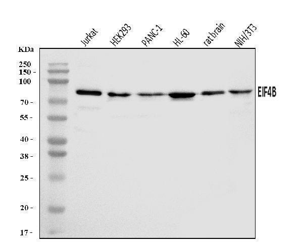  Western blot analysis of EIF4B using anti-EIF4B antibody (A00846-1)