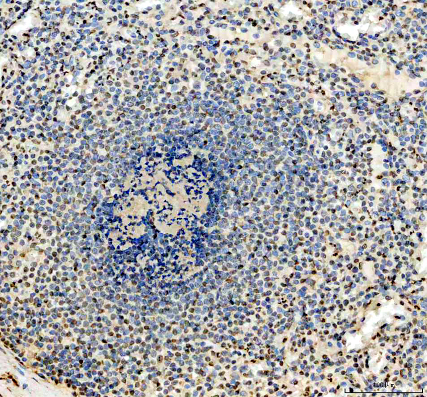 IHC analysis of IFI16 using anti-IFI16 antibody (A00848-3)