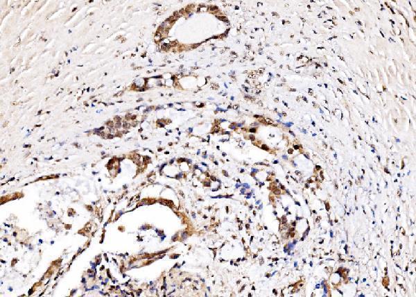  IHC analysis of IFI16 using anti-IFI16 antibody (A00848-3)