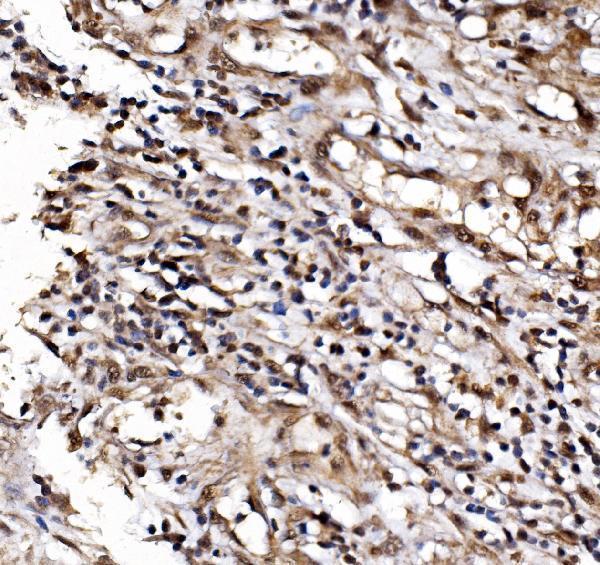  IHC analysis of IFI16 using anti-IFI16 antibody (A00848-3)