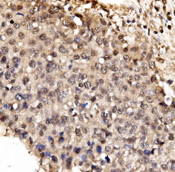 a00848 3 ifi16 primary antibodies ihc testing 4