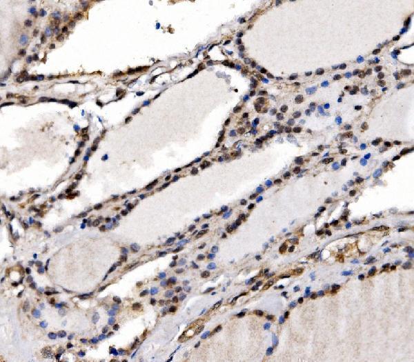 a00848 3 ifi16 primary antibodies ihc testing 7