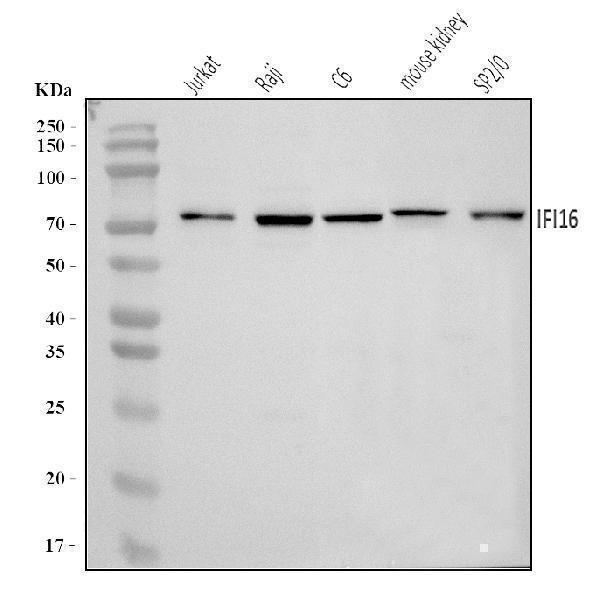  Western blot analysis of IFI16 using anti-IFI16 antibody (A00848-3)