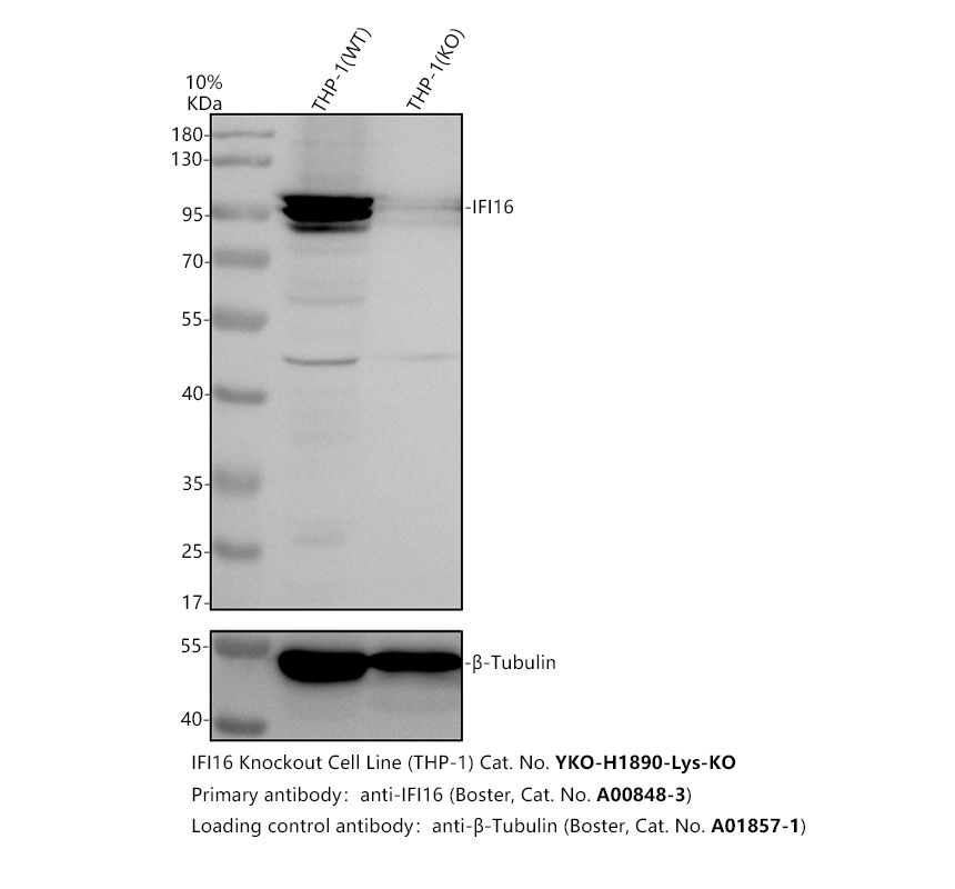 a00848 3 ifi16 primary antibodies wb testing 2