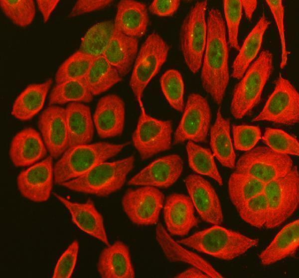 IF analysis of MX1 using anti-MX1 antibody (A00849-3) and anti-Tubulin Alpha antibody (M03989-3)