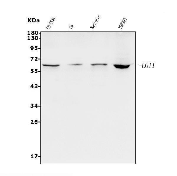 a00850 1 lgi1 primary antibodies wb testing 1