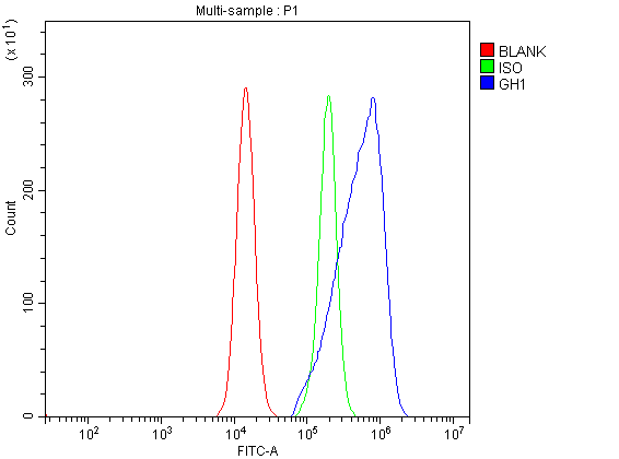  Flow Cytometry analysis of HEL cells using anti-GH1 antibody (A00851-2)