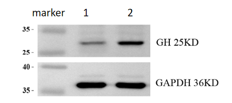 a00851 2 gh1 primary antibodies wb review 1