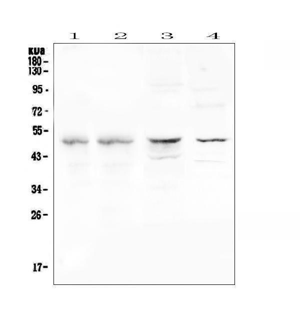 a00852 2 cfp primary antibodies wb testing 1