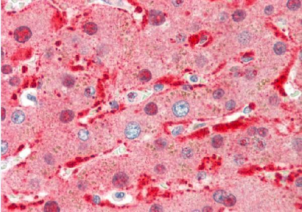 Immunohistochemistry (IHC) analyzes of Ang-1 (E207) pAb in paraffin-embedded human liver tissue at 1:100