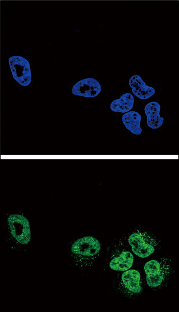Confocal immunofluorescent analysis of PLA2G4A Antibody (Center) with NCI-H460 cell followed by Alexa Fluor® 488-conjugated goat anti-rabbit lgG (green)