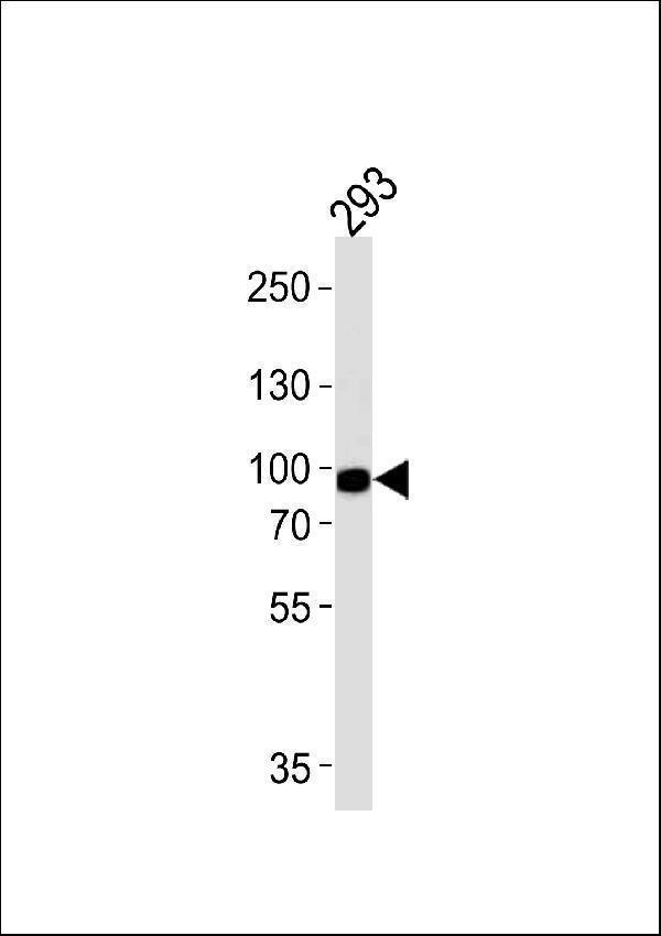 Western blot analysis of lysate from 293 cell line, using PLA2G4A Antibody (Center) 