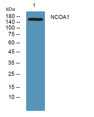 Western blot analysis of lysates from A431 cells, primary antibody was diluted at 1:1000, 4°over night