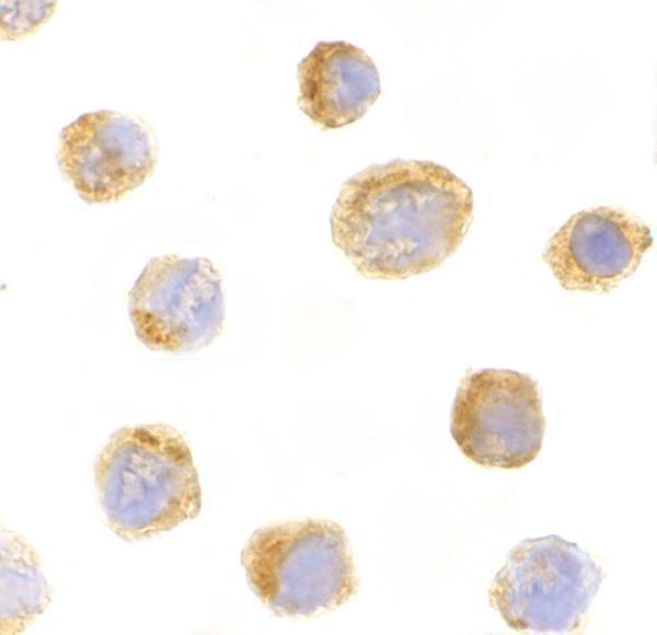 a00857 3 il27 primary antibodies icc testing 4