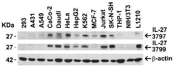 Independent Antibody Validation (IAV) via Protein Expression Profile in Cell Lines
Loading: 15 μg of lysates per lane