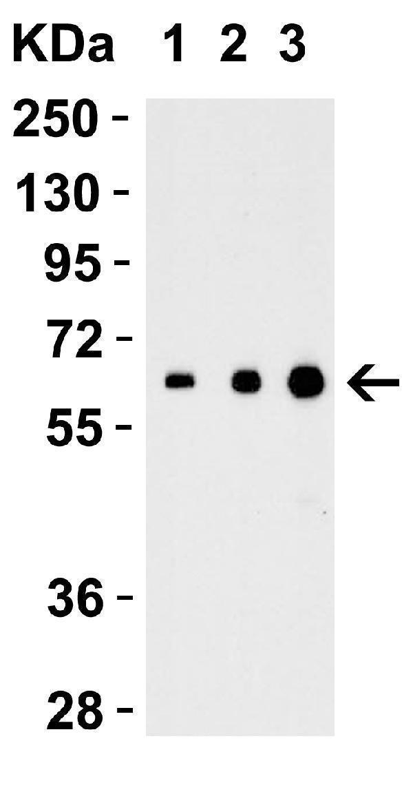 Recombinant Protein Validation 
Loading: 30 ng of human recombinant IL-17 (IL-17A+IL-17B) protein per lane