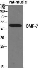 Western Blot analysis of various cells using BMP-7 Polyclonal Antibody diluted at 1:500