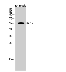 Western Blot analysis of rat-musle cells using BMP-7 Polyclonal Antibody diluted at 1:500