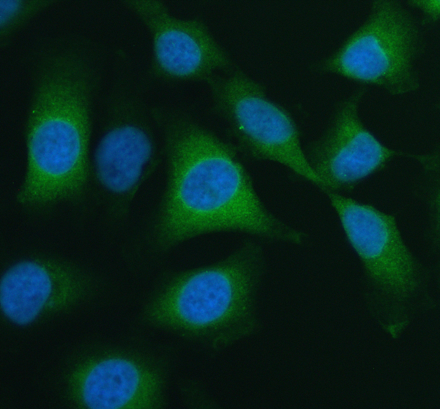 IF analysis of MST1/STK4 using anti-MST1/STK4 antibody (A00859-2)