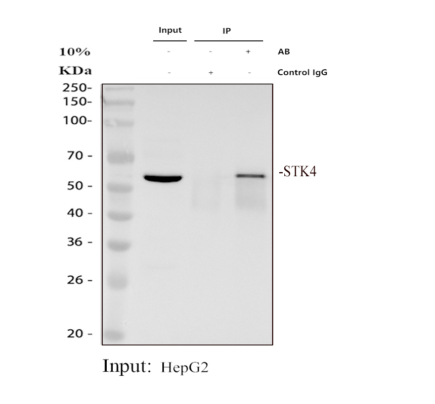a00859 2 stk4 primary antibodies ip testing 1