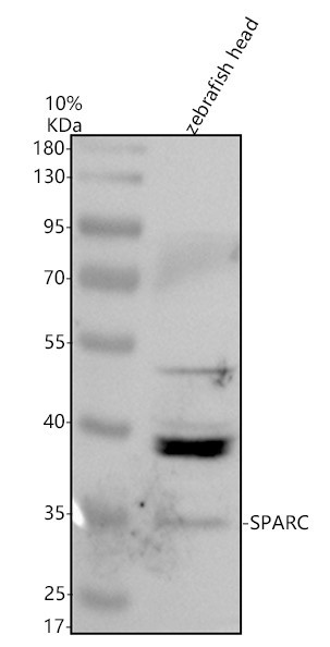 a00862 1 sparc primary antibodies wb testing 2