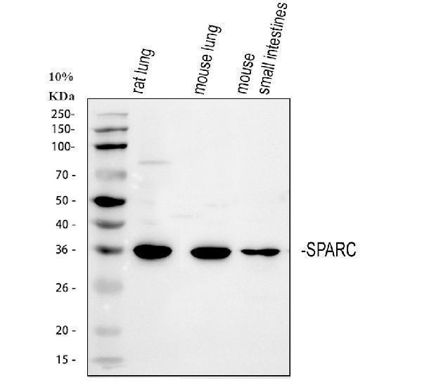 a00862 2 sparc primary antibodies wb testing 1