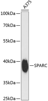 a00862 sparc primary antiboties wb testing 1