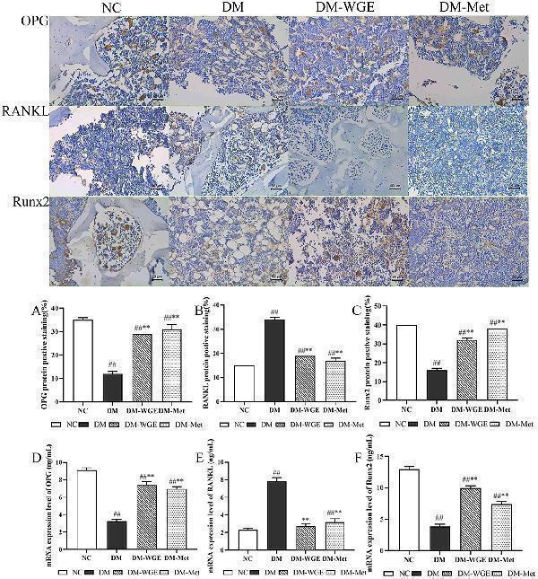Effects of WGE on bone OPG, RANKL and Runx2 proteins and mRNA expression in STZ-induced DM rats