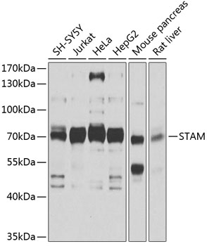 Western blot analysis of extracts of various cell lines, using STAM antibody  at 1:1000 dilution
