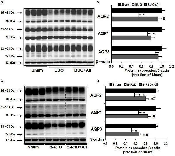 a00865 fphys 10 01157 g001