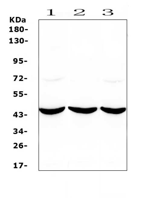 a00866 1 ada primary antibodies wb testing 1_1