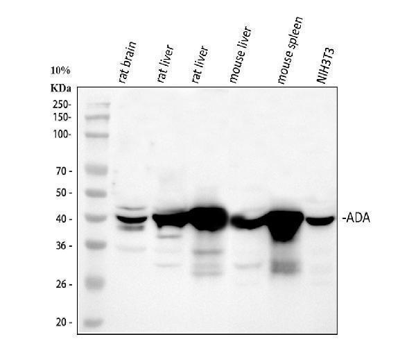 a00866 2 ada primary antibodies wb testing 1_1
