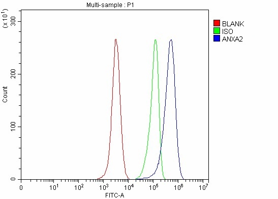  Flow Cytometry analysis of Hela cells using anti-Annexin A2/ANXA2 antibody (A00868-1)