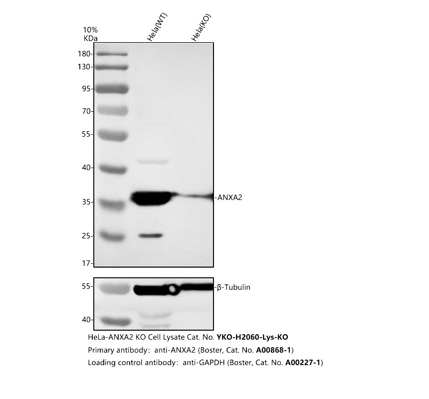 a00868 1 anxa2 primary antibodies wb testing 2