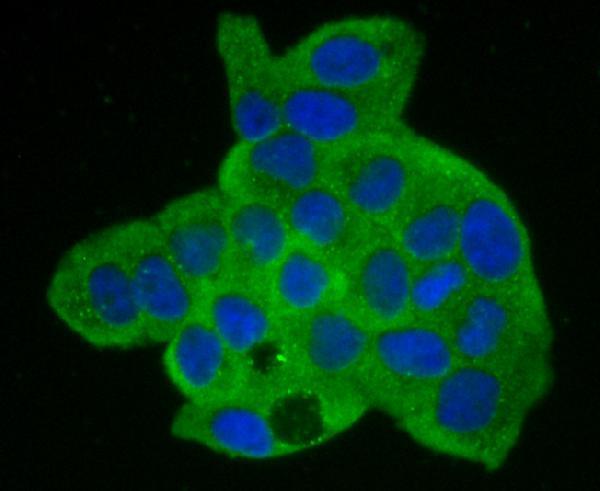 ICC staining Annexin A2 in Hela cells (green)