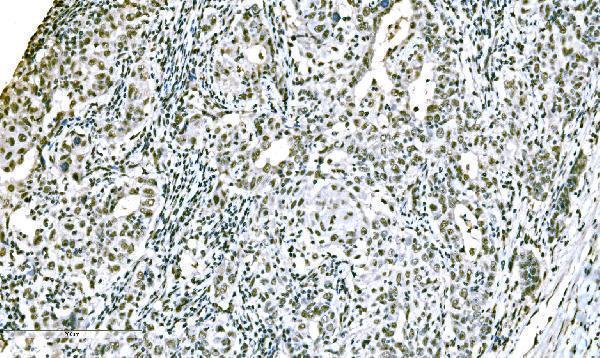 a00869 2 adar primary antibodies ihc testing 4