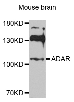 a00869 adar primary antiboties wb testing 1