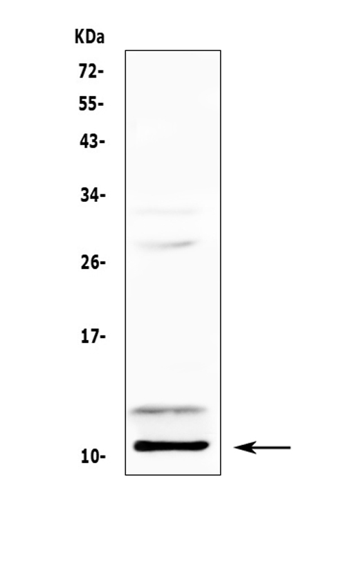 a00871 pf4 primary antibodies wb testing 1