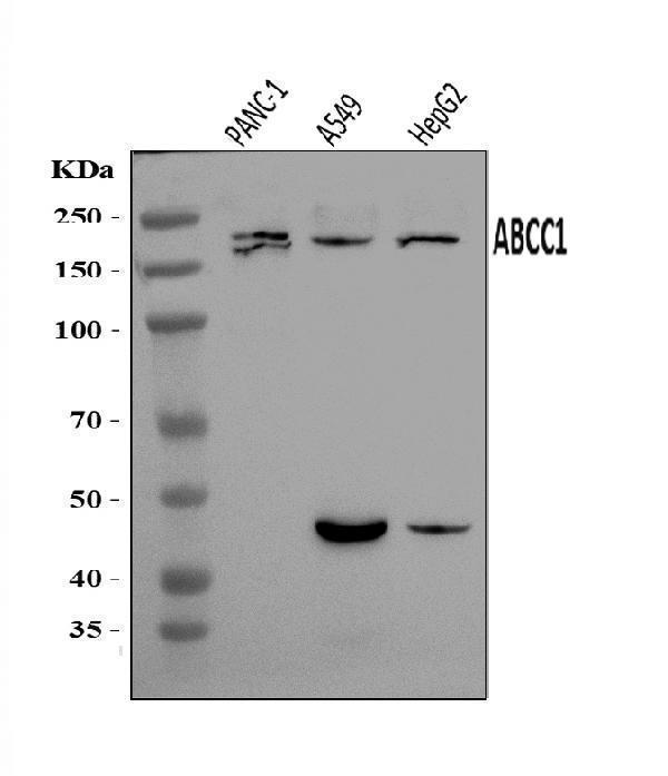  Western blot analysis of MRP1/ABCC1 using anti-MRP1/ABCC1 antibody (A00872-1)