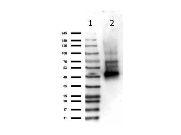 a00874 1 ikbkg primary antibodies wb testing 1_1