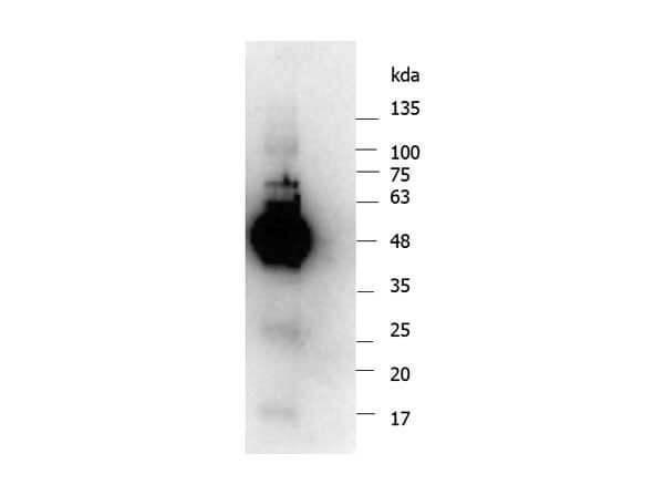 a00874 1 ikbkg primary antibodies wb testing 2_1
