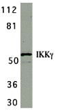 Western blot analysis of IKK gamma in HeLa whole cell lysate with IKK gamma antibody at 1 μg/mL