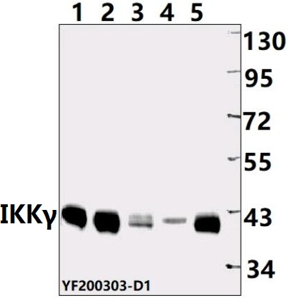 Western blot (WB) analysis of IKBKG pAb at 1:500 dilution
Lane1:MEF whole cell lysate(40ug)
Lane2:H9C2 whole cell lysate(40ug) 
Lane3:H1792 whole cell lysate(40ug)
Lane4:HEK293T  whole cell lysate(40ug)
Lane5:Panc1 whole cell lysate (40ug)