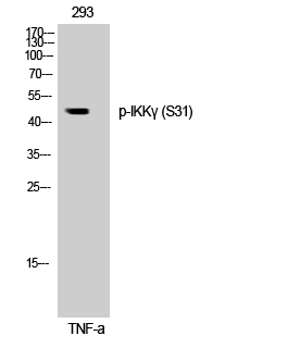 Western Blot analysis of 293 cells using Phospho-IKKγ (S31) Polyclonal Antibody