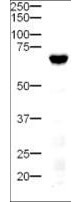 a00875 2 dll4 primary antibodies wb testing 2_1