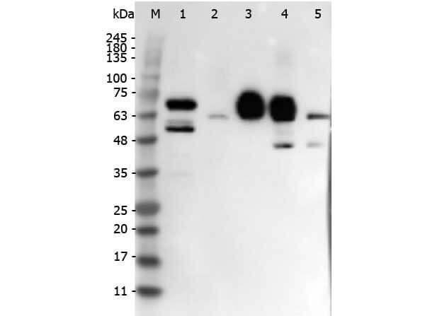 a00875 2 dll4 primary antibodies wb testing 4_1