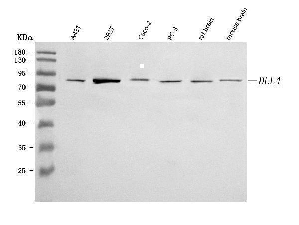  Western blot analysis of DLL4 using anti-DLL4 antibody (A00875-4)