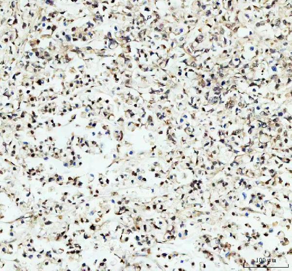 a00876 per1 primary antibodies ihc testing 2