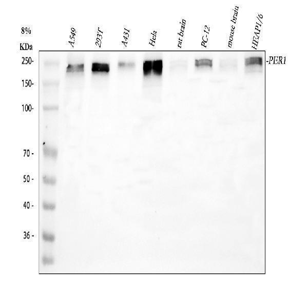 a00876 per1 primary antibodies wb testing 1